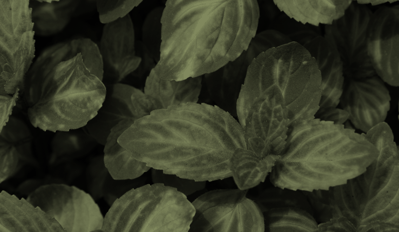 Huile d’origan – la plante de guérison